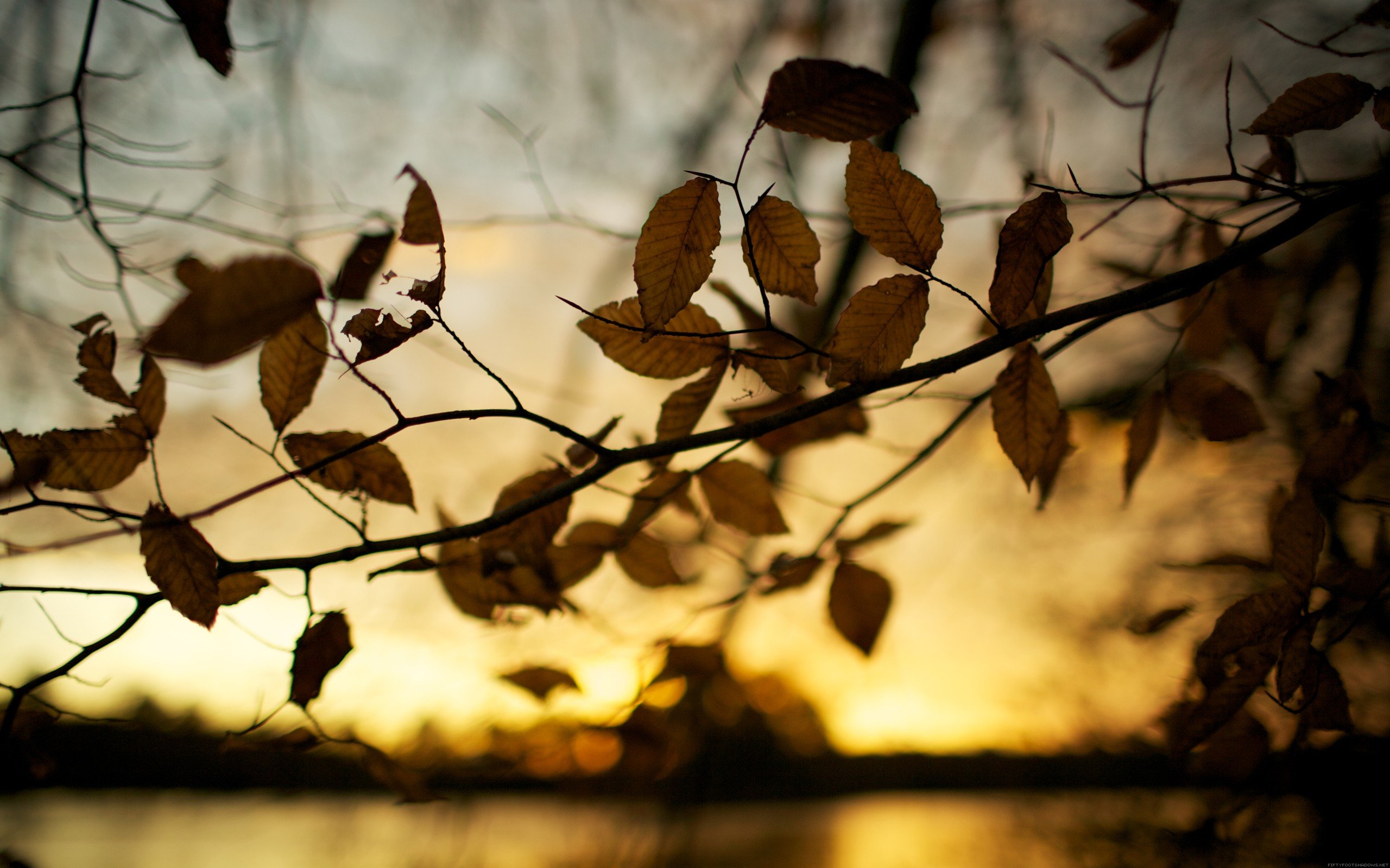 sunset, Autumn, Leaves, Brown, Depth, Of, Field, Blurred, Background Wallpaper
