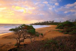 hawaii, Donkey, Kauai, Beaches