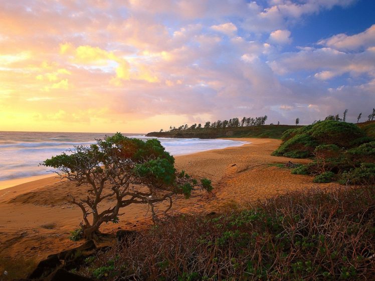 hawaii, Donkey, Kauai, Beaches HD Wallpaper Desktop Background