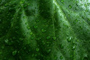 green, Nature, Leaves, Wet