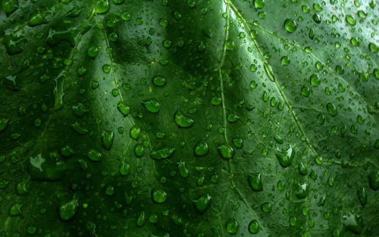 green, Nature, Leaves, Wet HD Wallpaper Desktop Background