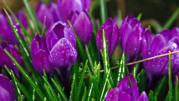 flowers, Crocus, Purple, Flowers HD Wallpaper Desktop Background