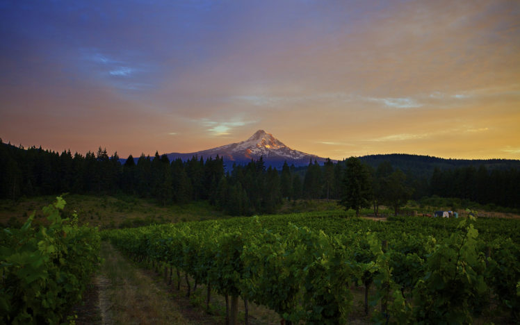 vineyard, Mountain, Landscape, Trees, Sky, Clouds, Sunset, Sunrise HD Wallpaper Desktop Background