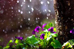 rain, Drops, Flower, Spring, Mood, Bokeh