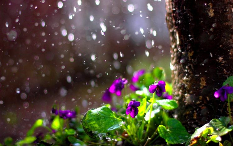 rain, Drops, Flower, Spring, Mood, Bokeh Wallpapers HD / Desktop and Mobile  Backgrounds