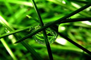 green, Nature, Wall, Leaves, Grass, Water, Drops, Macro, Flora, Floral