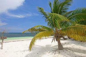mexico, Palm, Trees, Beaches