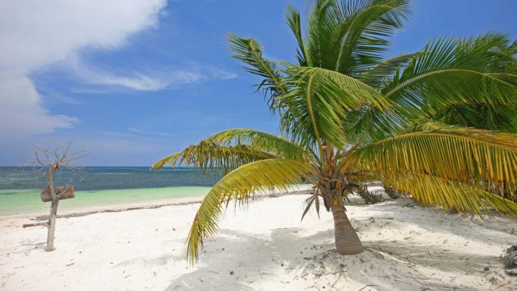 mexico, Palm, Trees, Beaches HD Wallpaper Desktop Background