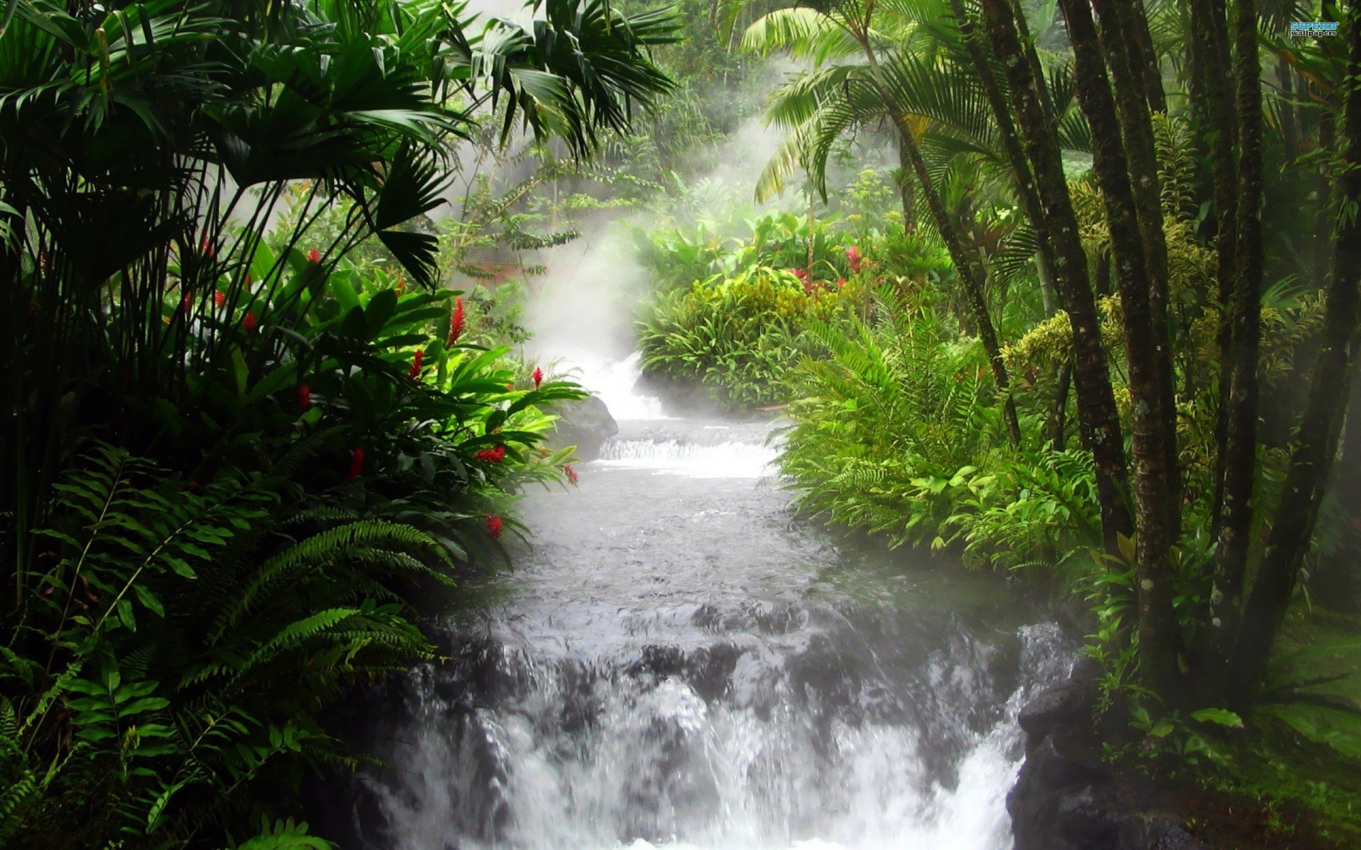 trees, Jungle, Leaves, Streams, Rain, Forest, Landscapes, Rivers Wallpaper