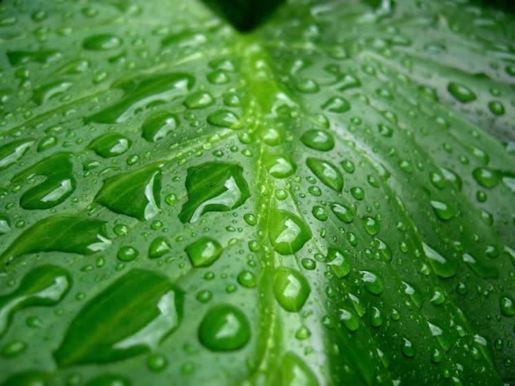 leaves, Water, Drops HD Wallpaper Desktop Background
