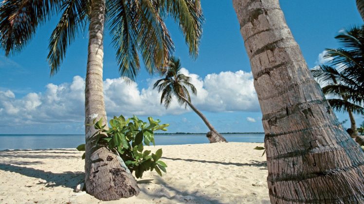 islands, Palm, Trees, Bay, Honduras HD Wallpaper Desktop Background