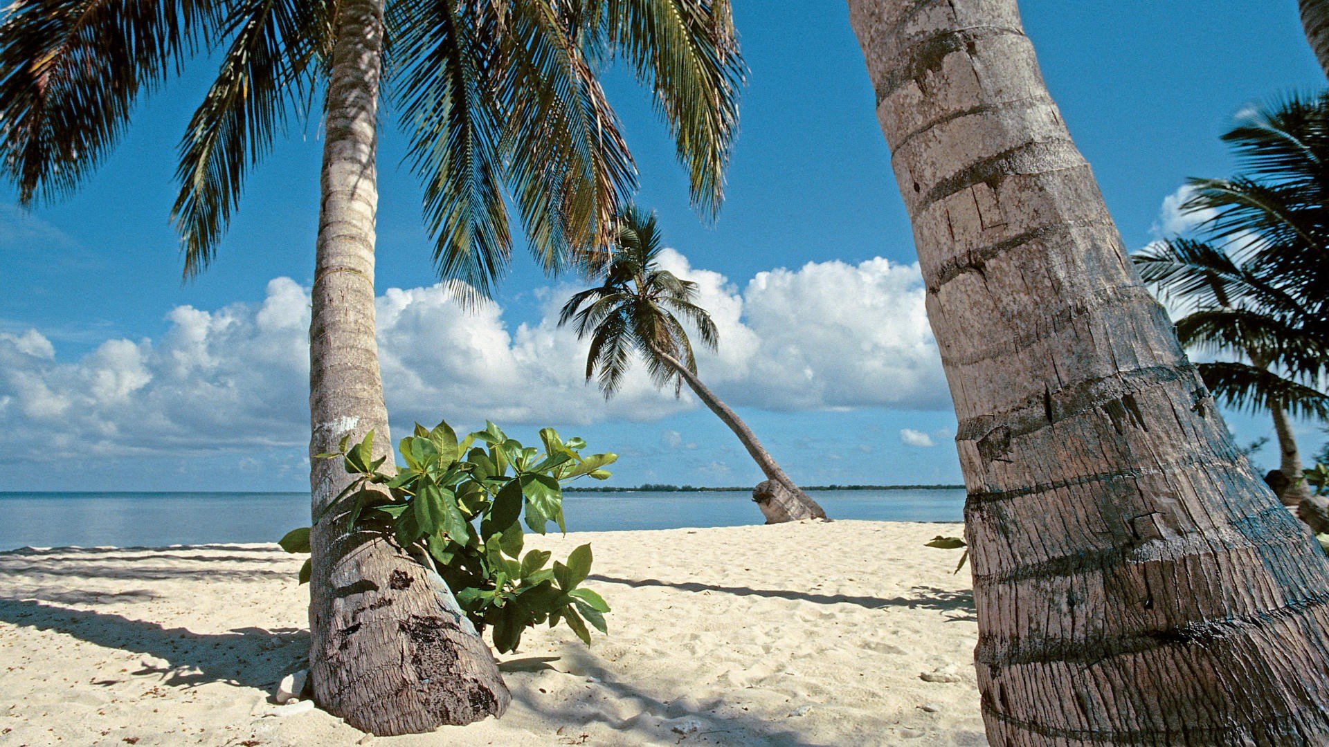 islands, Palm, Trees, Bay, Honduras Wallpaper