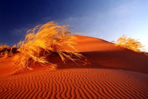 deserts, Sand, Dunes, Africa, Bushes, Namib, Desert