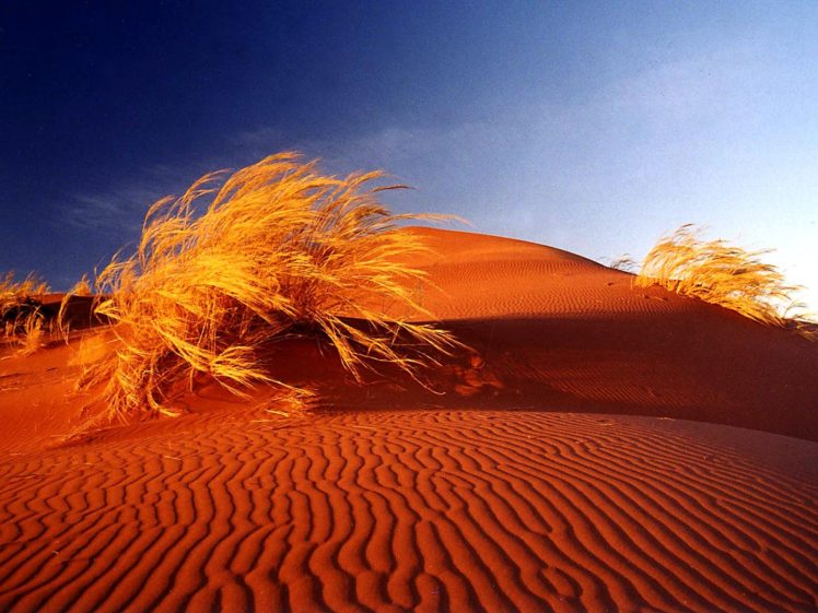 deserts, Sand, Dunes, Africa, Bushes, Namib, Desert HD Wallpaper Desktop Background