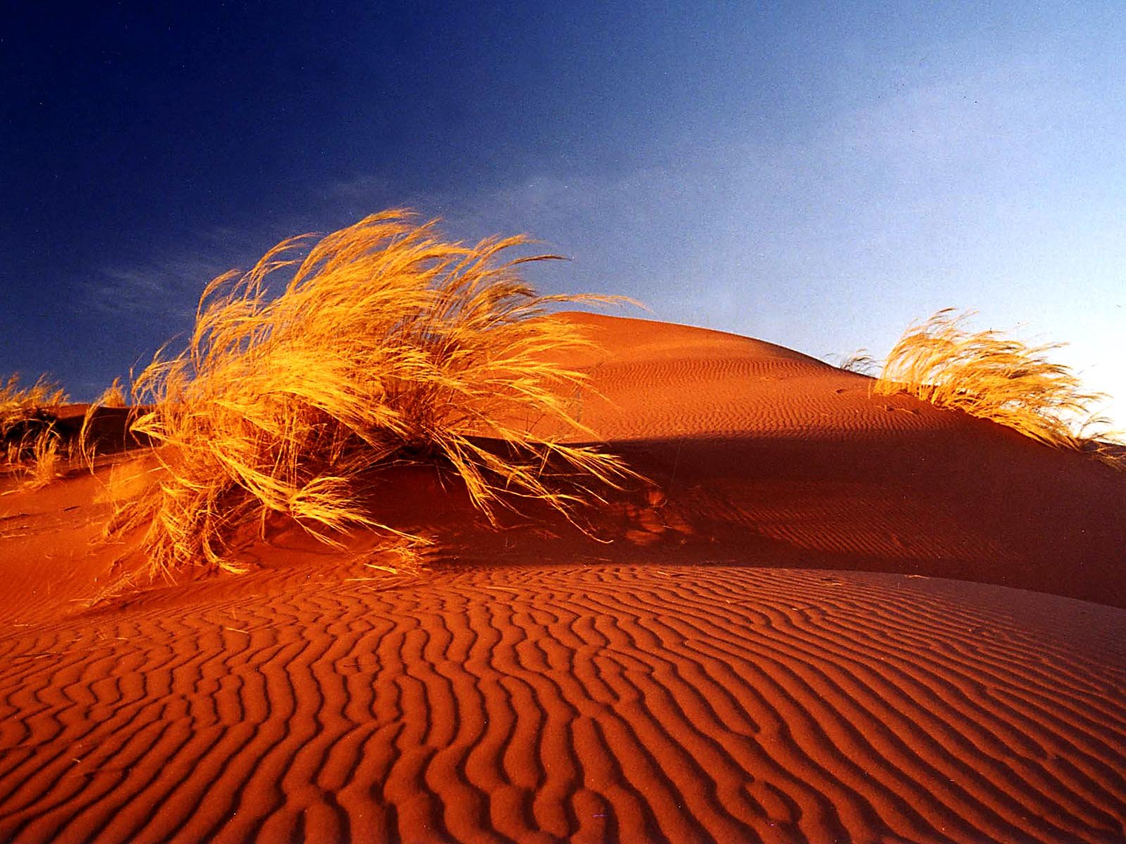 deserts, Sand, Dunes, Africa, Bushes, Namib, Desert Wallpaper