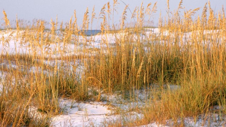 nature, Dawn, Florida, Dunes, Beaches HD Wallpaper Desktop Background