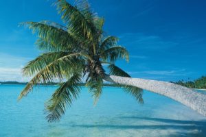 palm, Trees, Sea, Beaches