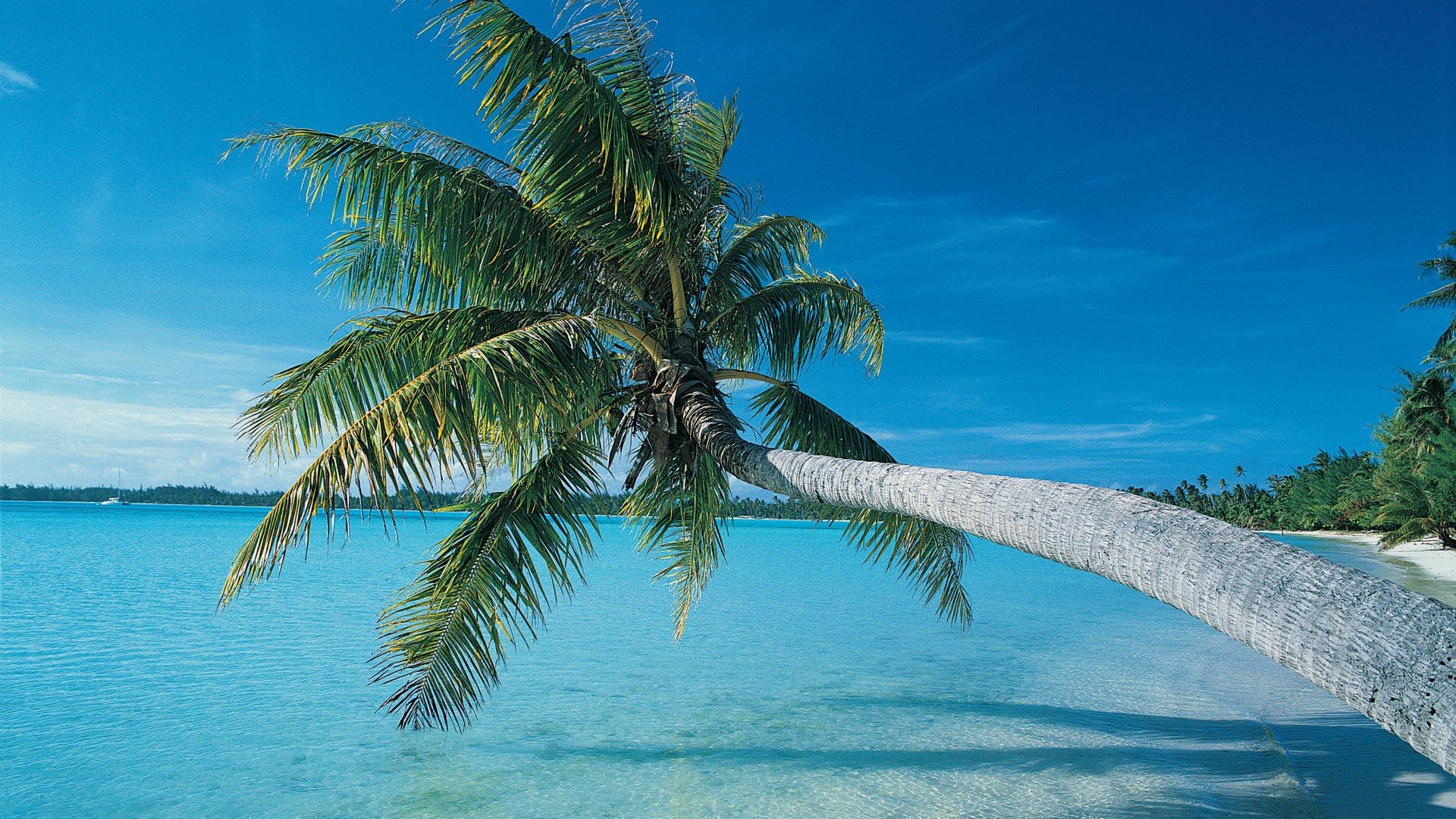 palm, Trees, Sea, Beaches Wallpaper
