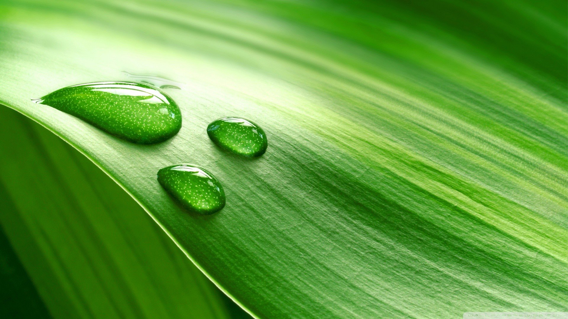 abstract, Drop, Leaves Wallpaper