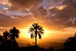 sunset, Landscapes, Trees, Silhouettes, Hawaii, Palm, Trees, Oahu