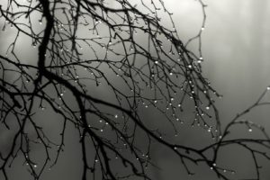 silhouettes, Grayscale, Water, Drops, Branches