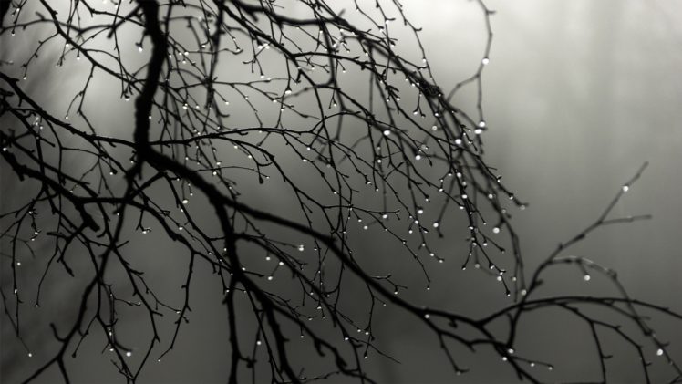 silhouettes, Grayscale, Water, Drops, Branches HD Wallpaper Desktop Background