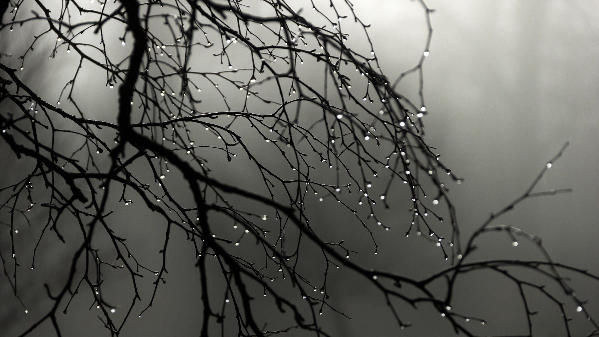 silhouettes, Grayscale, Water, Drops, Branches Wallpaper