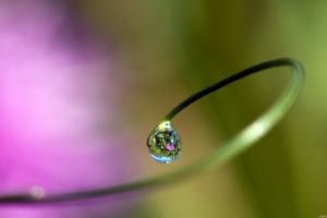nature, Water, Drops, Macro