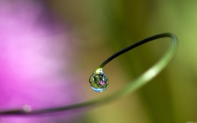 nature, Water, Drops, Macro HD Wallpaper Desktop Background