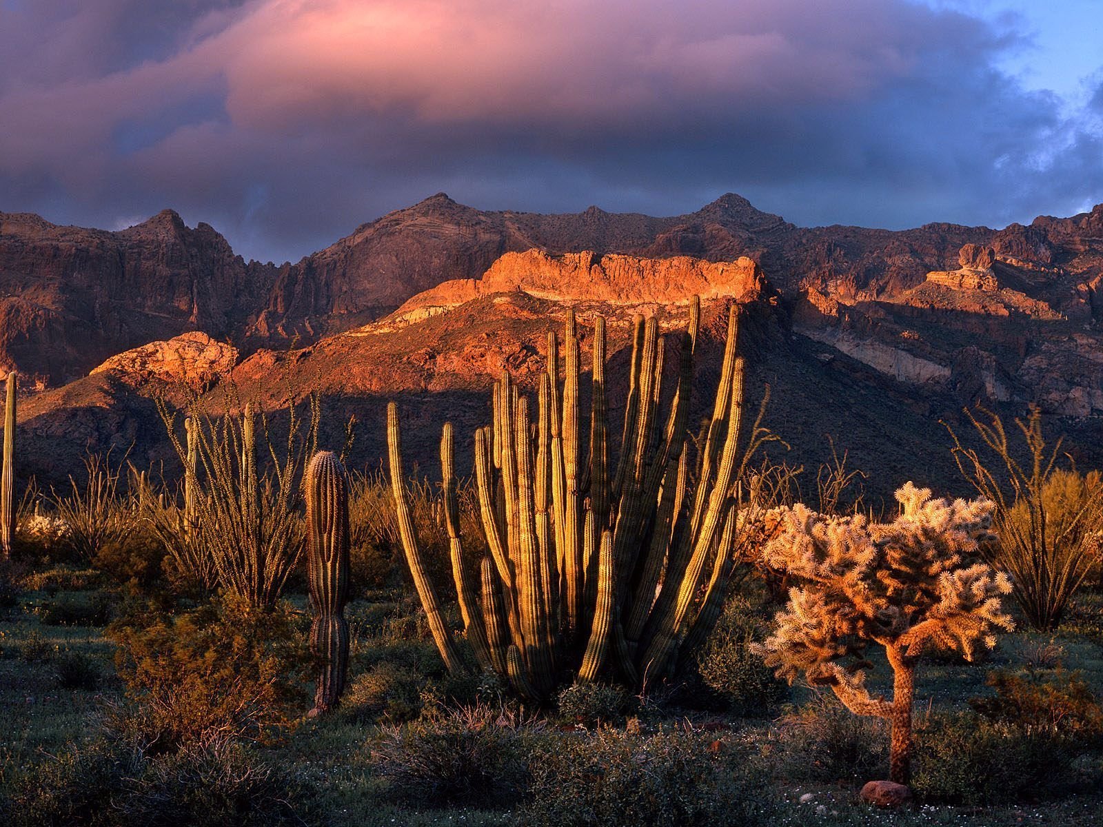 deserts, Cactus Wallpaper