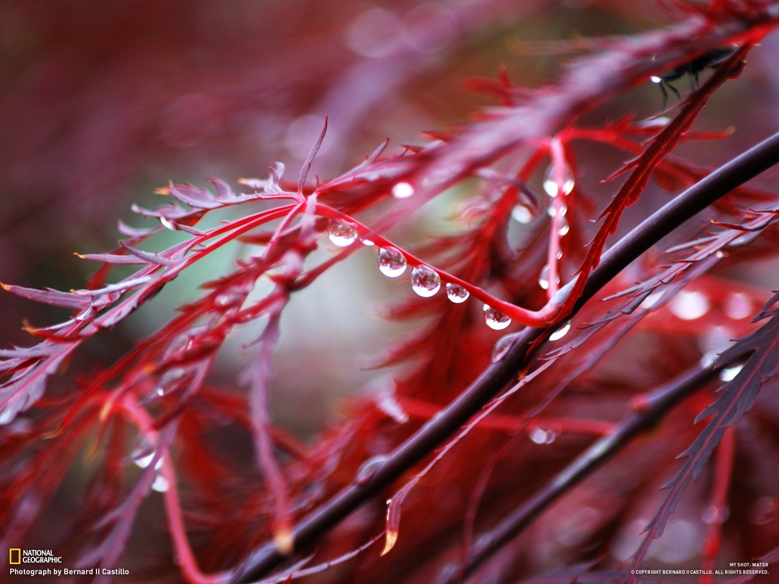 water Wallpaper