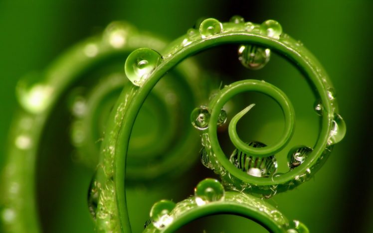 green, Nature, Water, Drops, Macro HD Wallpaper Desktop Background