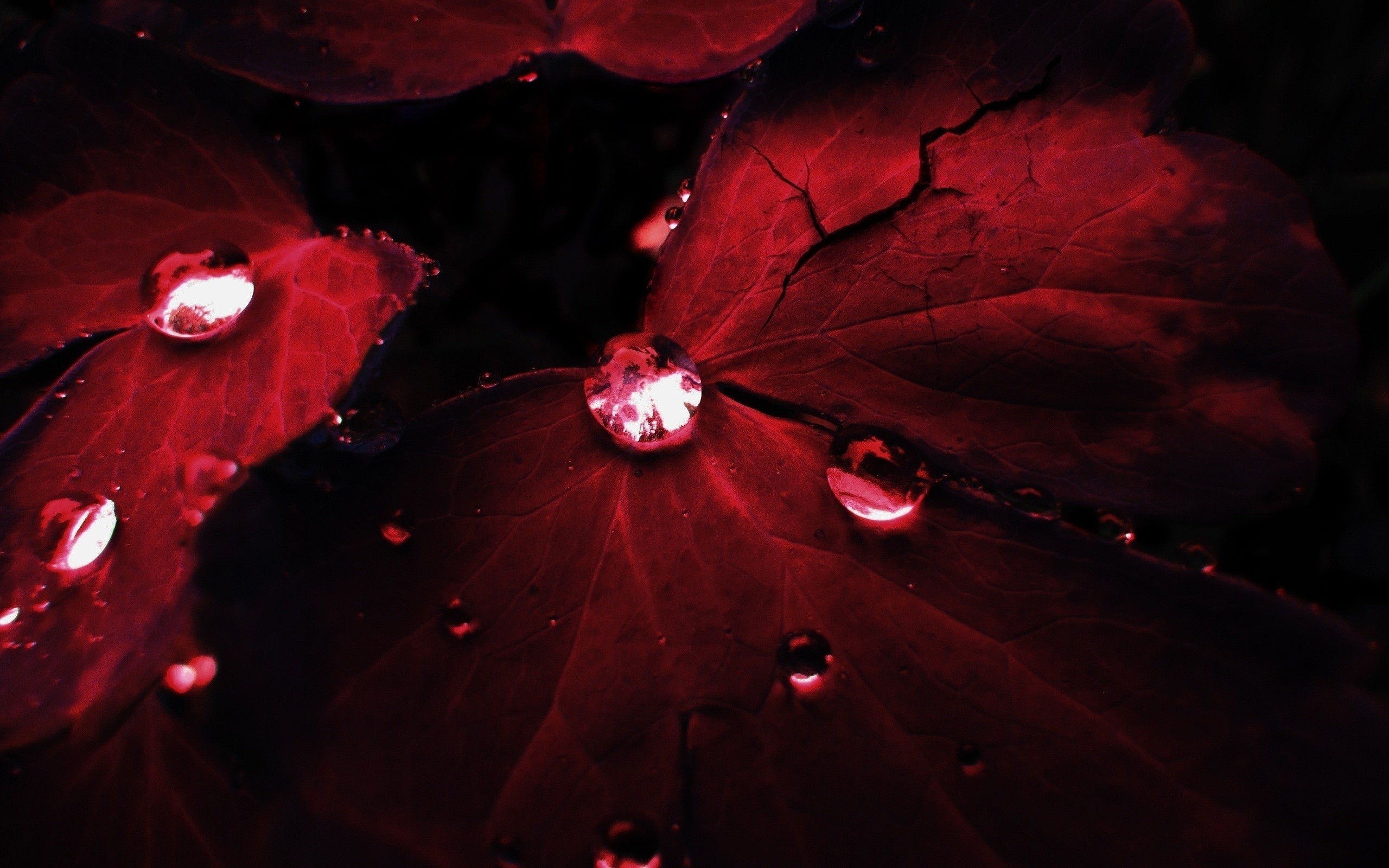 water, Drops, On, Red, Leaf Wallpaper