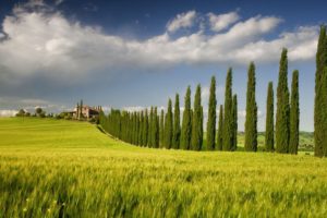 green, Landscapes, Nature, Fields, Spring, Italy, Tree, House, Sky, Campania, Cypress, Tree