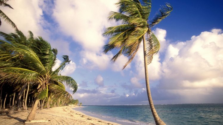 clouds, Palm, Trees, Beaches HD Wallpaper Desktop Background