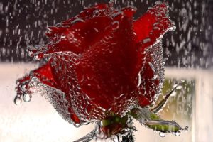rain, Roses