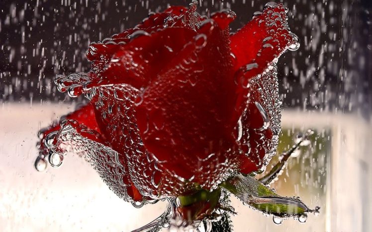 rain, Roses HD Wallpaper Desktop Background