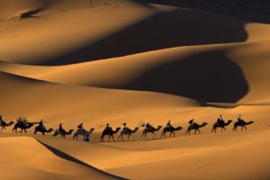 deserts, Camels, Morocco, Sahara