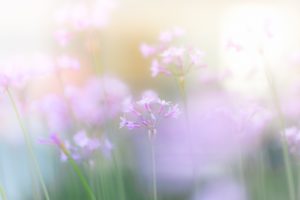 light, Nature, Flowers, Pink