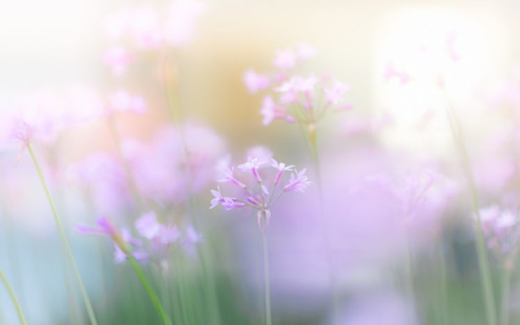 light, Nature, Flowers, Pink HD Wallpaper Desktop Background