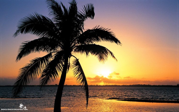 sunset, Trees, Orange, Backgrounds, Beaches HD Wallpaper Desktop Background