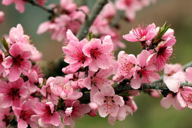 apple, Tree, Bright, Spring, Pink, Flowers, Petals, Blossoms, Tender HD Wallpaper Desktop Background