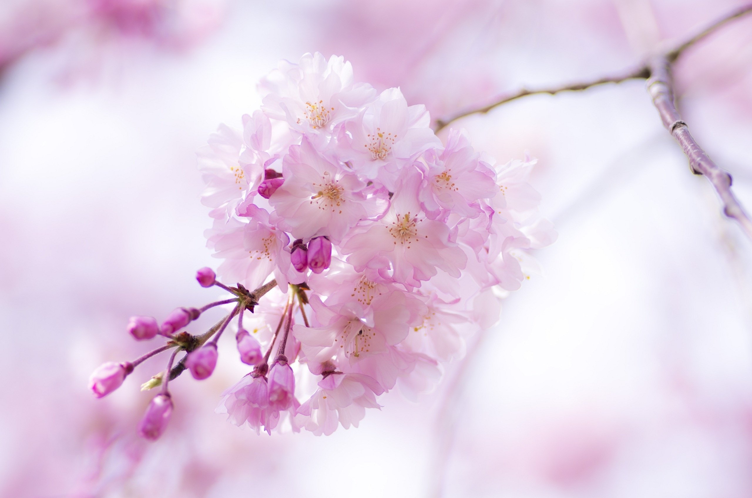 cherry, Branch, Flowers, Pink, Spring, Bloom, Close up, Blossoms Wallpaper