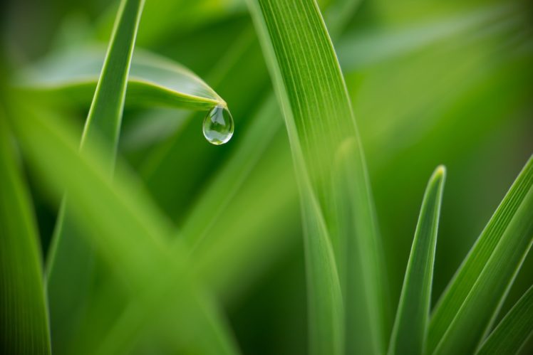 grass, Dew, Drops, Macro, Green HD Wallpaper Desktop Background