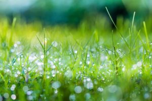 grass, Dew, Drops, Shine, Summer, Macro, Green