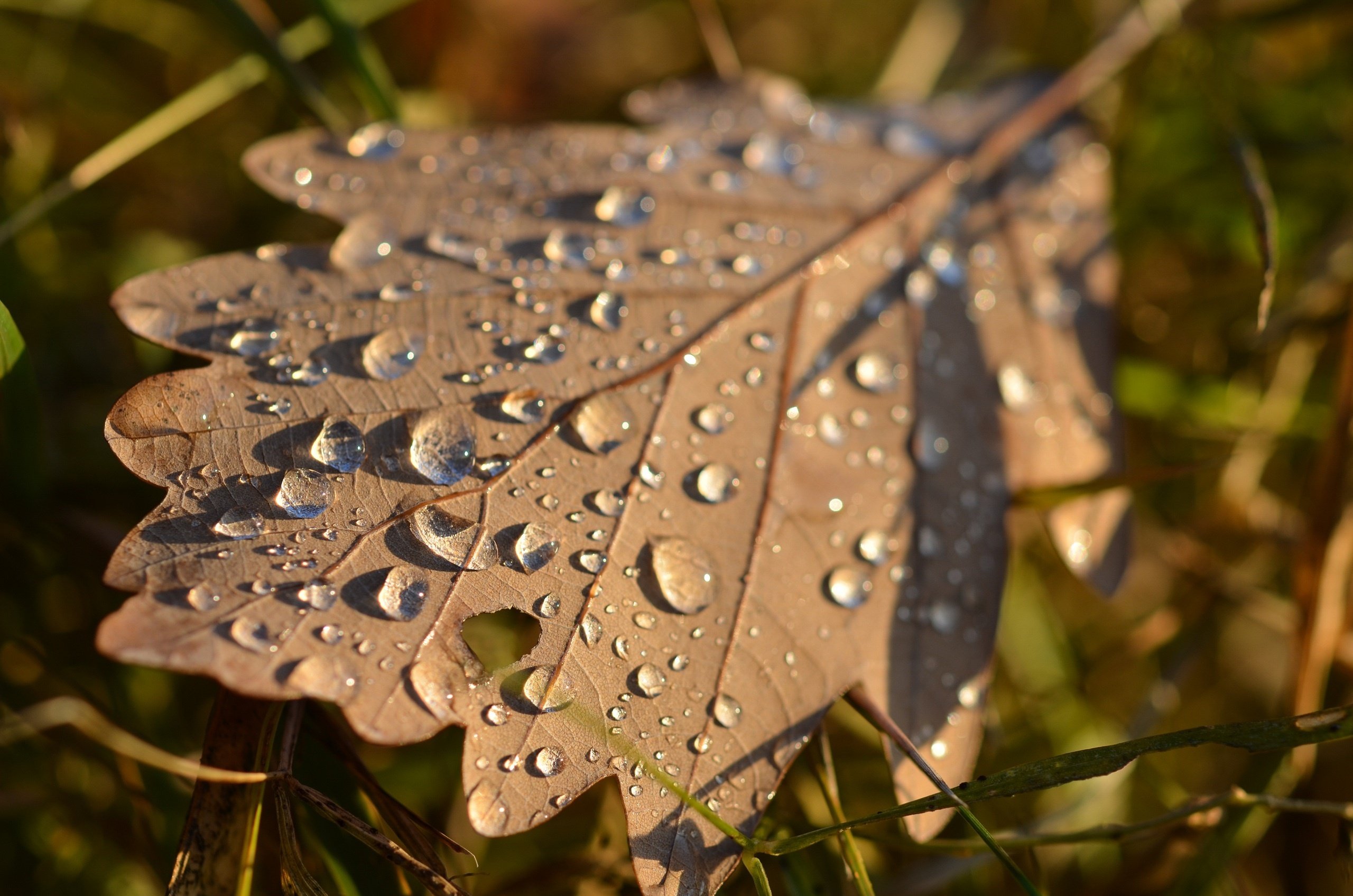 leaf, Grass, Drops, Macro, Autumn Wallpaper