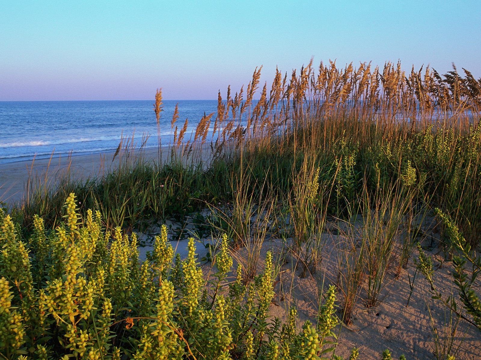 landscapes, Nature, Dunes, Beaches Wallpaper