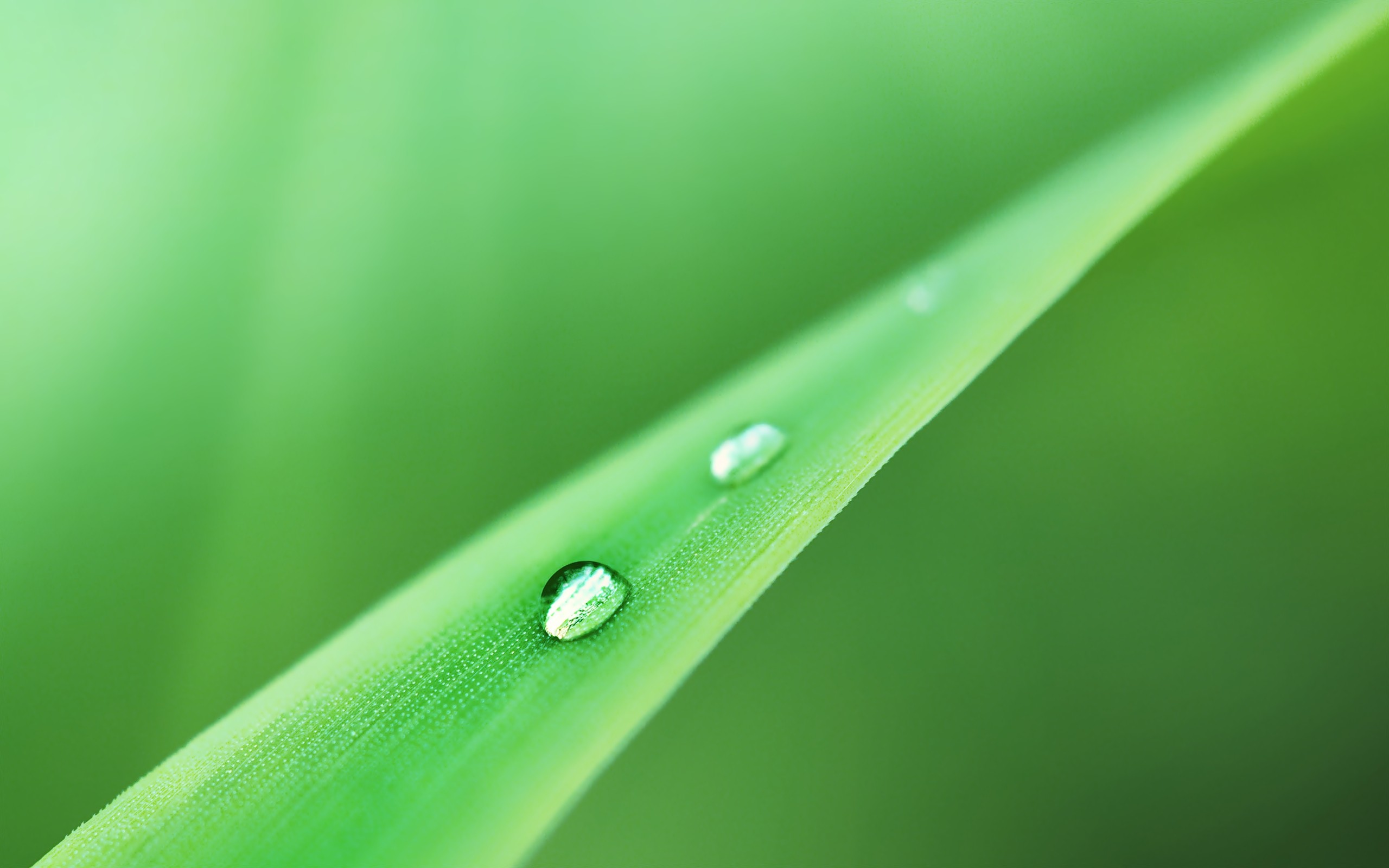 drops, Slip, From, A, Leaf Wallpaper