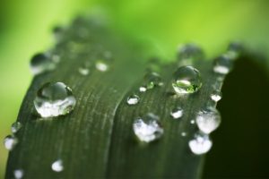 green, Nature, Plants, Water, Drops, Depth, Of, Field