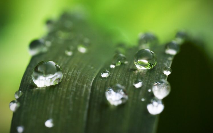 green, Nature, Plants, Water, Drops, Depth, Of, Field HD Wallpaper Desktop Background